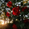 薔薇。照らされて。