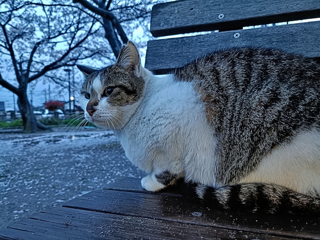 猫と雨と桜と