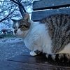 猫と雨と桜と