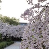 静寂な桜