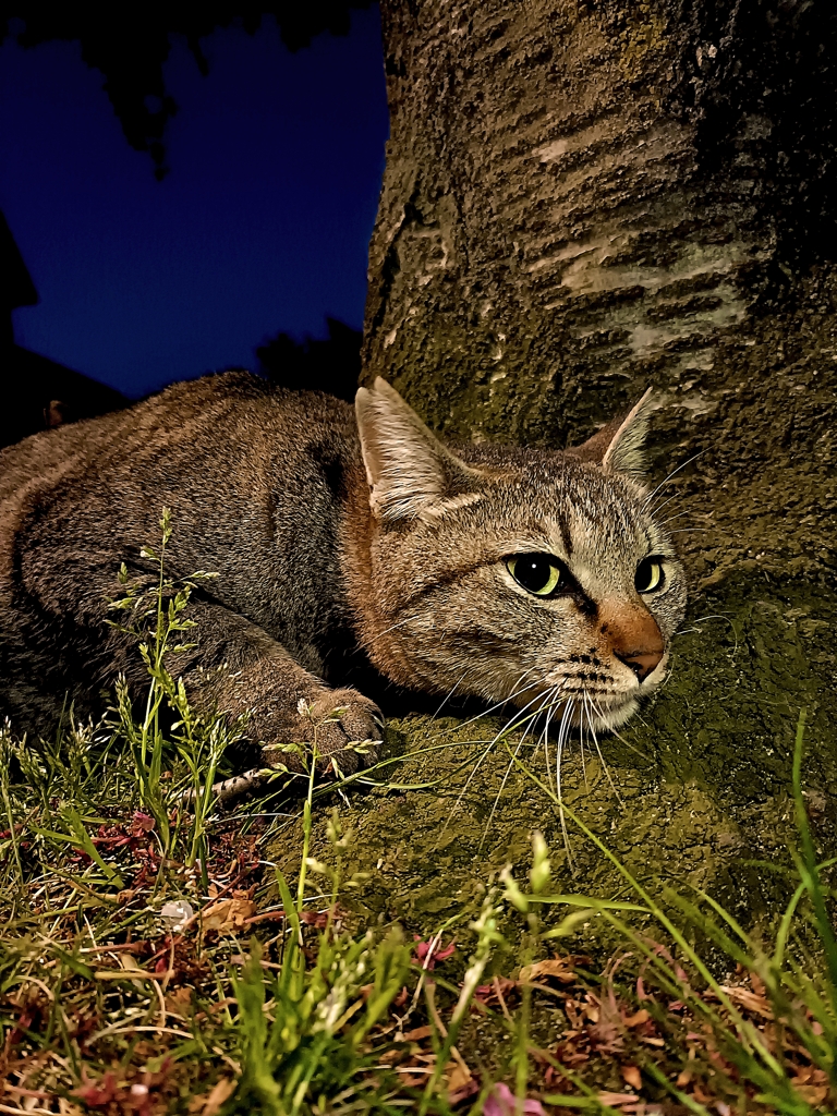 猫をダメにする桜の木。