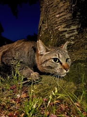 猫をダメにする桜の木。