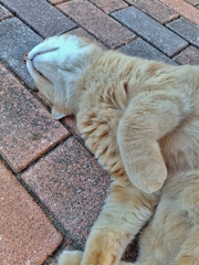 Zzzzz。大漁にゃ〜