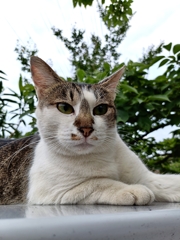 あれは・・・・