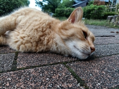 え〜。あ〜。うん。