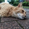 え〜。あ〜。うん。