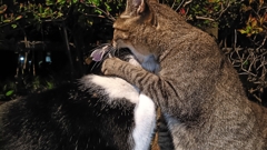 抱え込み