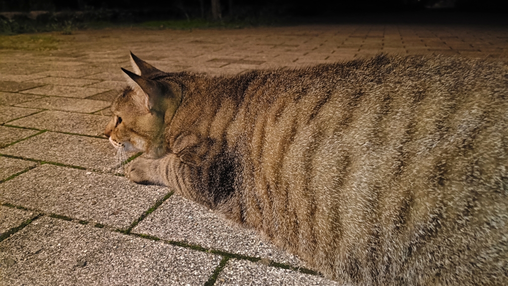 ネコ型エビフライ