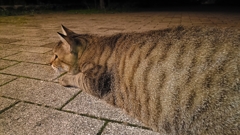 ネコ型エビフライ