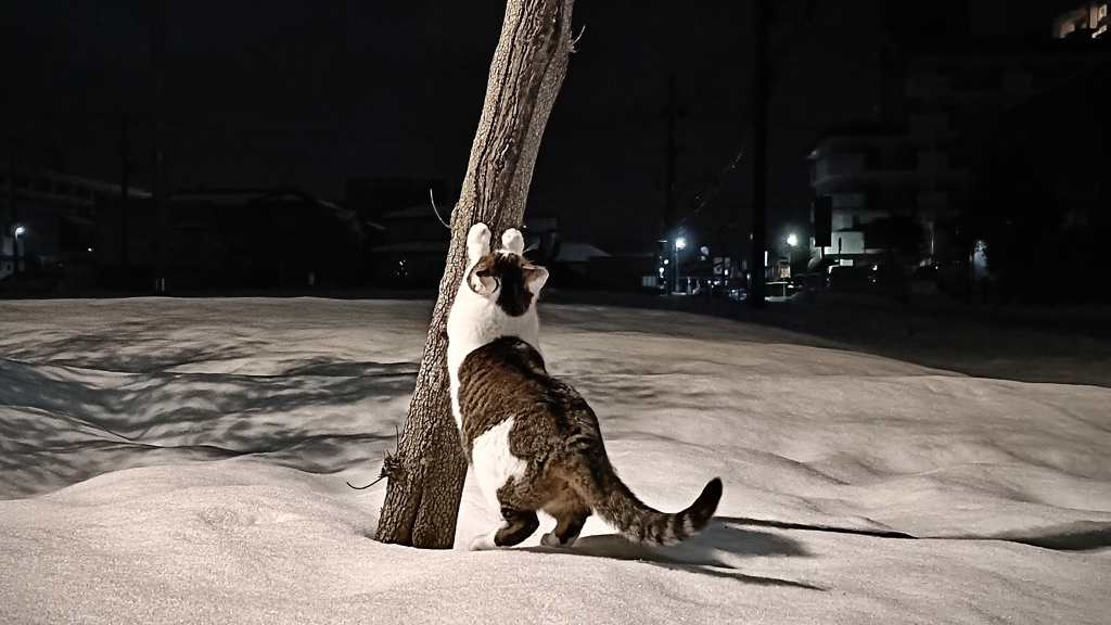 カリカリカリカリカリカリ