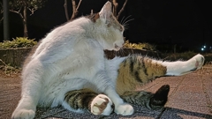 にゃんダーキィィィック！！