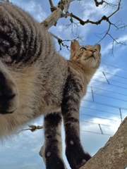 雄々しく