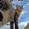 雄々しく