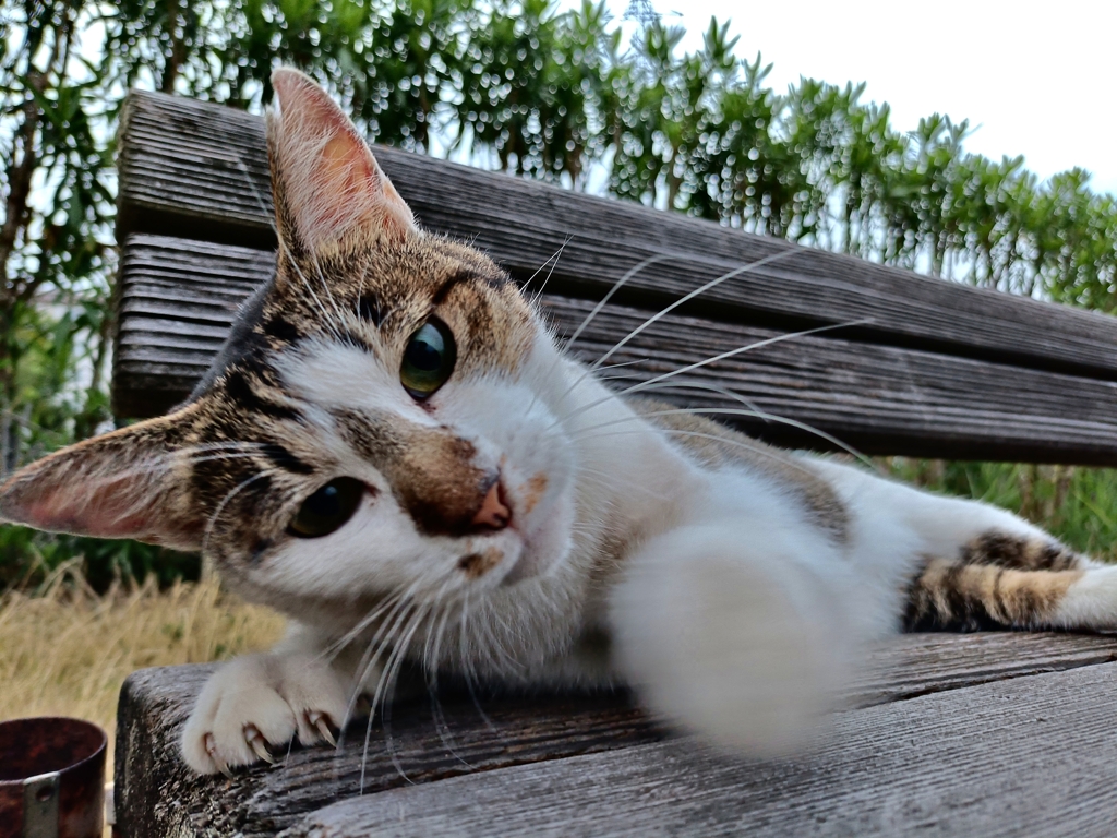 オラ！！有り金、全部出すニャ〜！！！