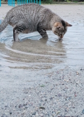 ピッチピッチ チャップチャップランランラン♪