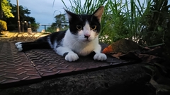 キャットファイト②