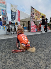 白鳥を応援する犬