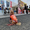 白鳥を応援する犬