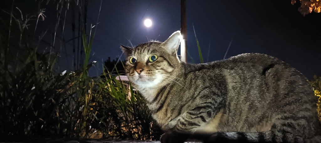 ネコとツキ