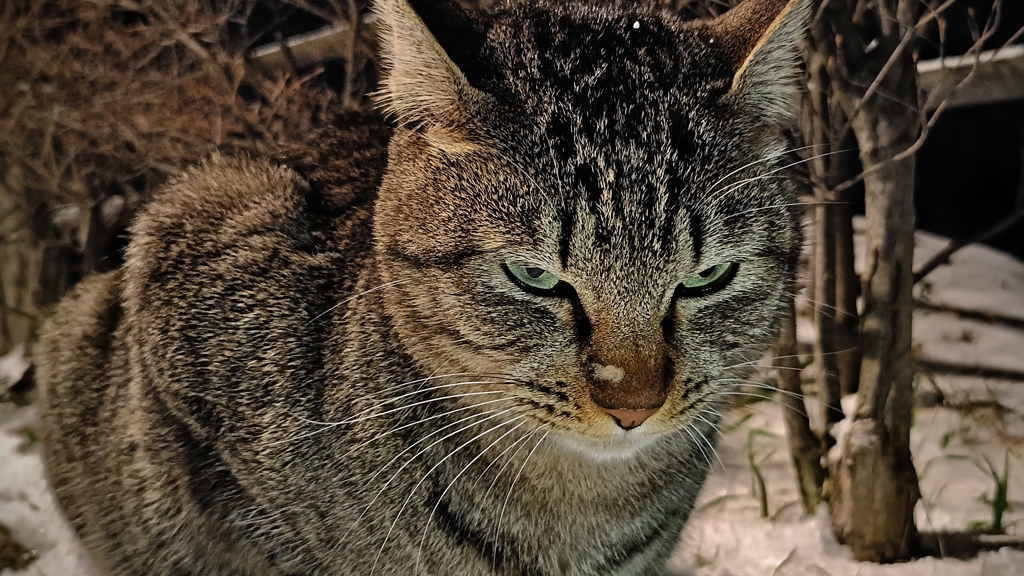 猫道の妻たち