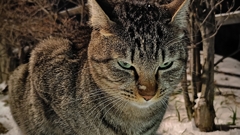 猫道の妻たち