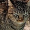 猫道の妻たち