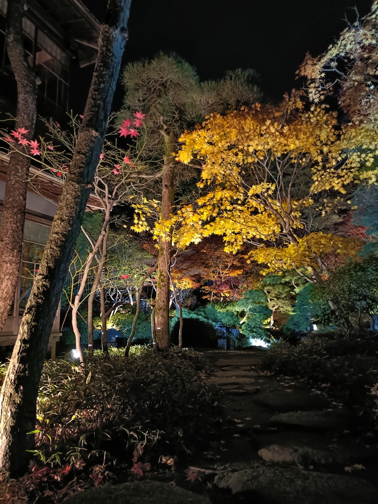 2025・鮮やかな黄色