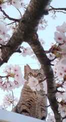 花見をする猫
