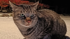 雪国の猫