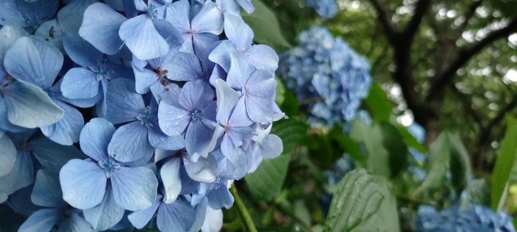 水もしたたる良い紫陽花