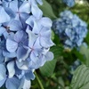 水もしたたる良い紫陽花