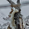 猫も木に登る。
