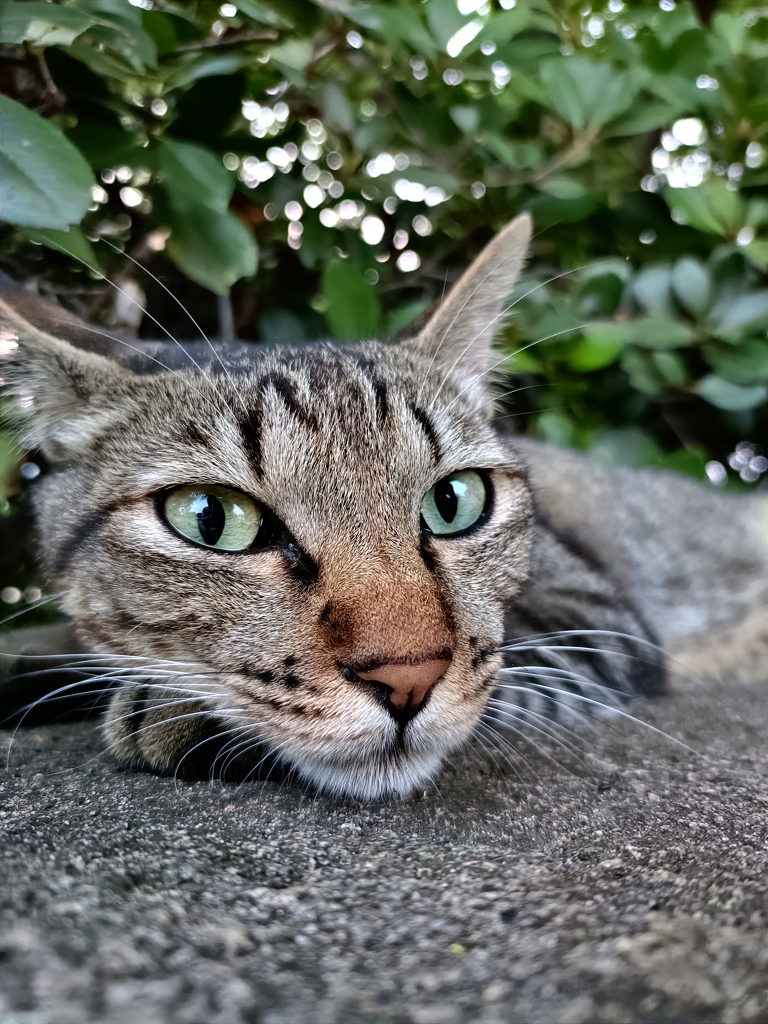 視線は常にカメラに