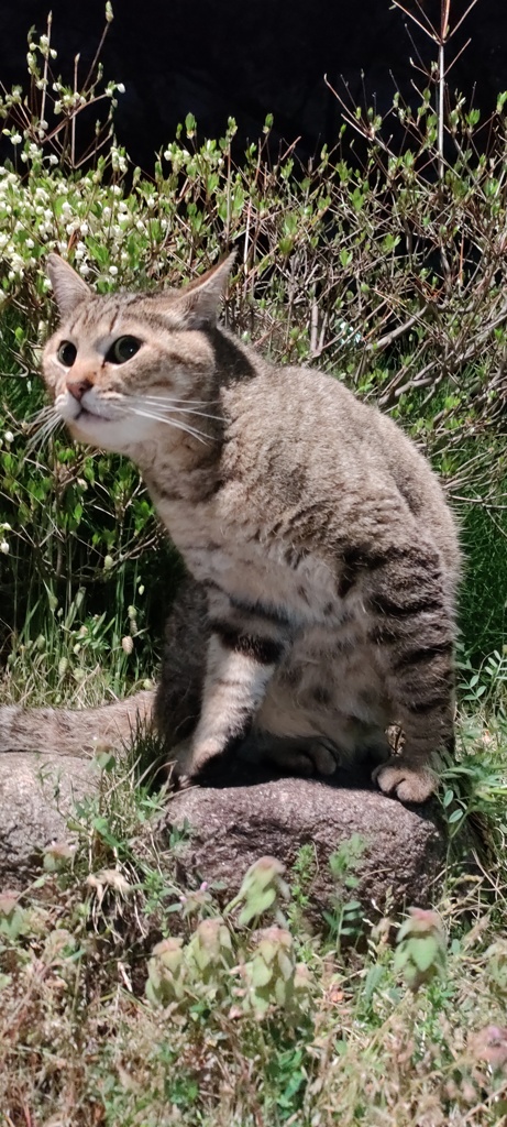 家政猫は見た！
