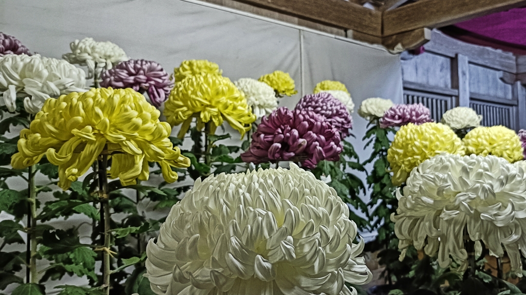 菊祭り④