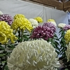 菊祭り④