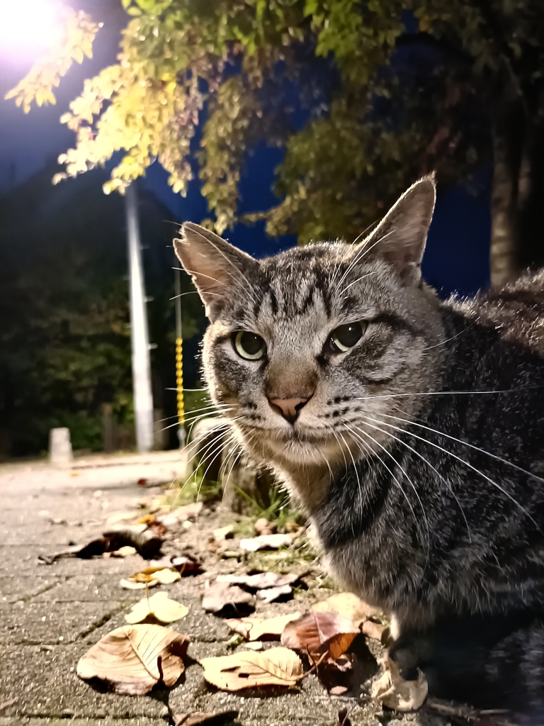 秋と冬の徒競走