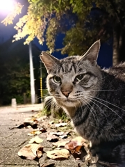 秋と冬の徒競走