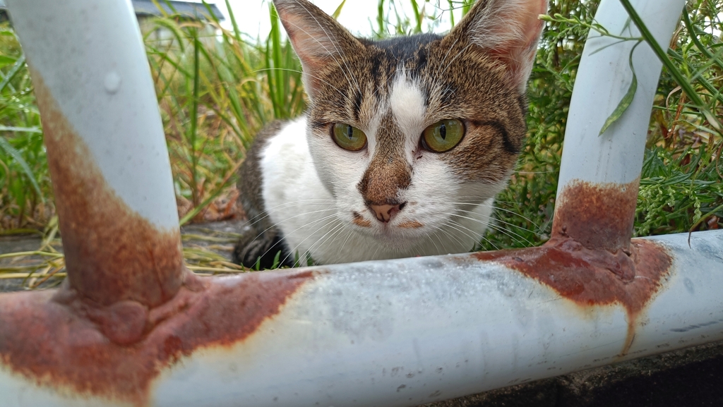 オレ。無実っす。