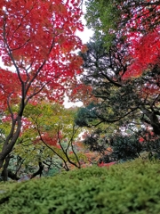 旧齋藤家別邸。庭園の秋