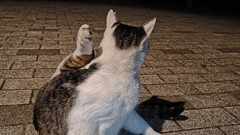もしもし？