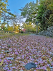 春の精霊。またね！新潟。