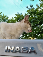 やっぱりイナバ！