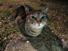 人類猫派計画　破