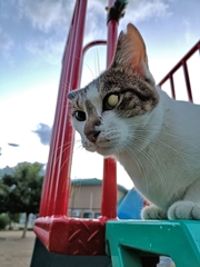 ニャーミネーター