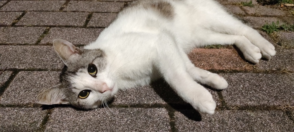 魅惑の瞳