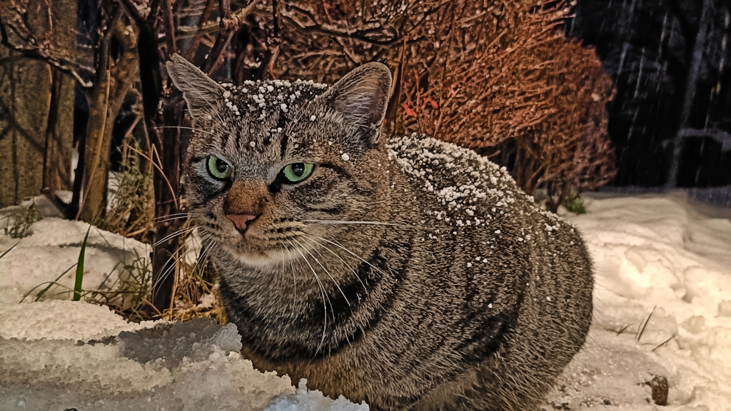 雪と猫