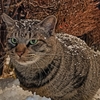 雪と猫