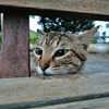 ユーはどうしてそんなところから？