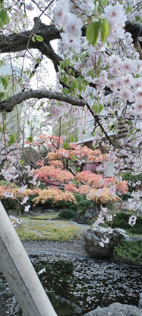 朱と桜